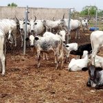 FARMER-HERDER CONFLICT: Oyo Takes Lead In Providing Solution|By Daramola Fisayo